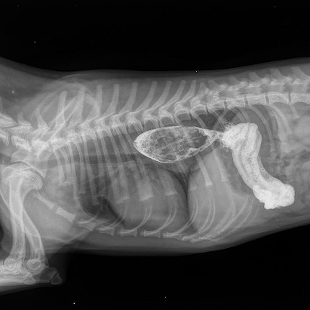 contrast-esophagram-review-atdove